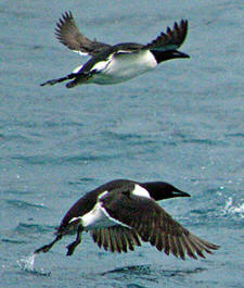 guillemot